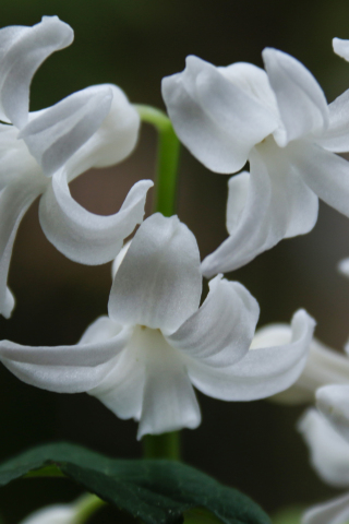 Hyacinth, white flowers, close up, bloom, 240x320 wallpaper