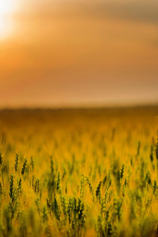 Agriculture, cereal, corn farm, sunset, 240x320 wallpaper