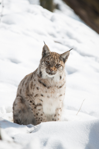 Snow, outdoor, wild cat, Lynx, 240x320 wallpaper