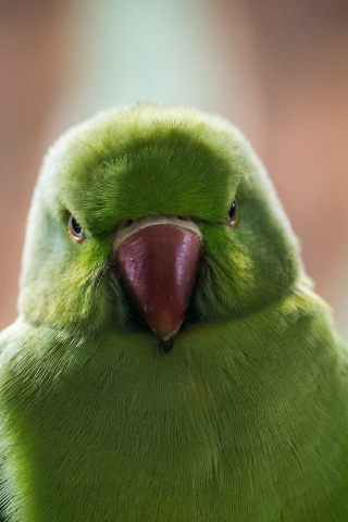 Close up, green parrot, beautiful, 240x320 wallpaper