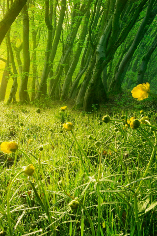 Yellow flowers, meadow, landscape, poppy, nature, 240x320 wallpaper