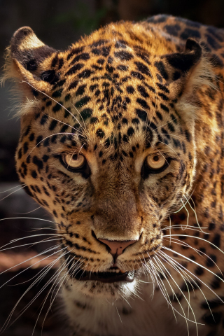 Wild, predator, curious, muzzle, jaguar, animal, 240x320 wallpaper