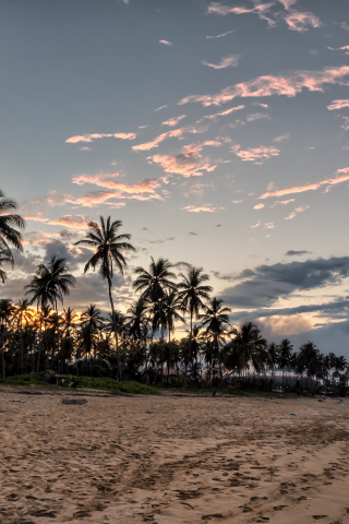Sunset, beach, palm tree, sky, 240x320 wallpaper