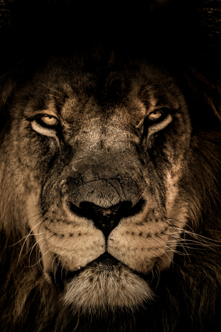 African lion, beast, predator, muzzle, 240x320 wallpaper