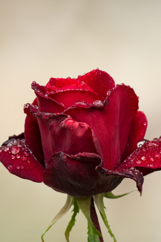 Red Rose, water drops, bud, 240x320 wallpaper