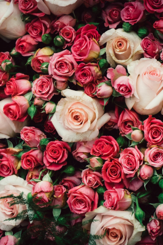 Fresh roses, pink, decoration, 240x320 wallpaper