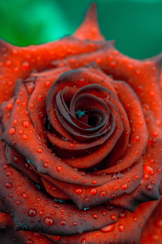 Rose, close up, drops, blood red, 240x320 wallpaper