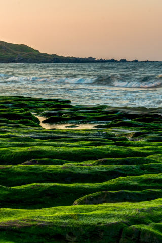 Coast, rocks, sea, moss, 240x320 wallpaper
