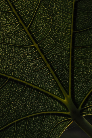 Macro, veins, green leaf, 240x320 wallpaper