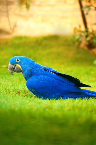 Macaw, bird, grass, parrot, 240x320 wallpaper