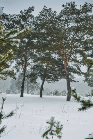 Pine trees, winter, forest, snow, 240x320 wallpaper