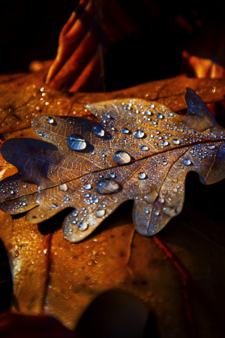 Leaf, drops, autumn, close up, 240x320 wallpaper