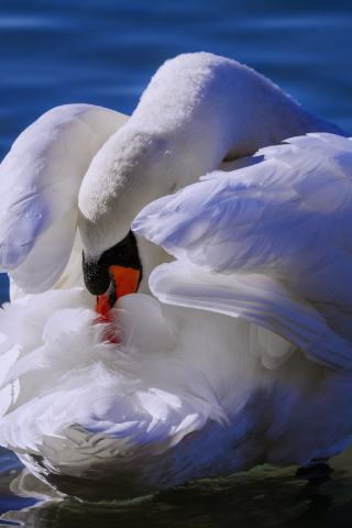White swan, love bird, swim, 240x320 wallpaper