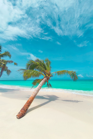 Palm tree, beach, tropical, 240x320 wallpaper