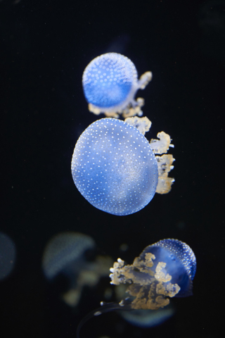 Underwater, blue glow, shine, jellyfish, 240x320 wallpaper