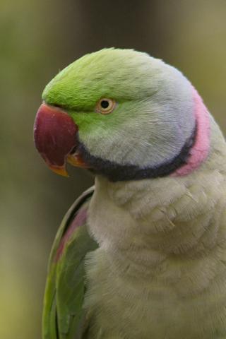 Close up, bird, parrot, 240x320 wallpaper