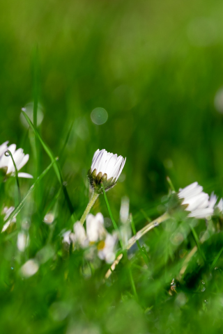Daisy, buds, grass, meadow, spring, 240x320 wallpaper