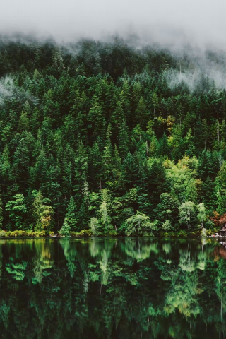 Green nature, reflections of trees, lake and trees, forest, 240x320 wallpaper