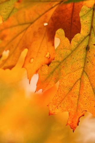 Foliage, autumn, close up, maple leaf, 240x320 wallpaper