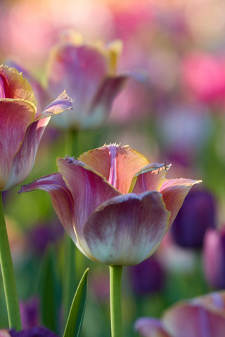 Tulips flowers, pink-white, flowerbed, 240x320 wallpaper