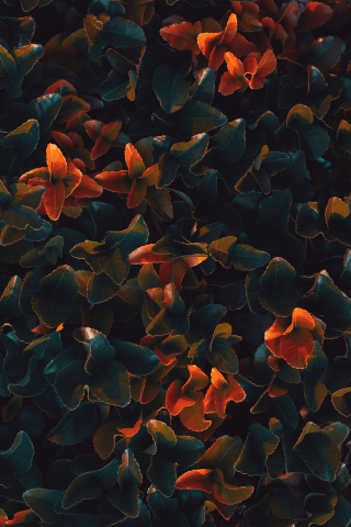 Plant leaves, bright glow, surface, 240x320 wallpaper