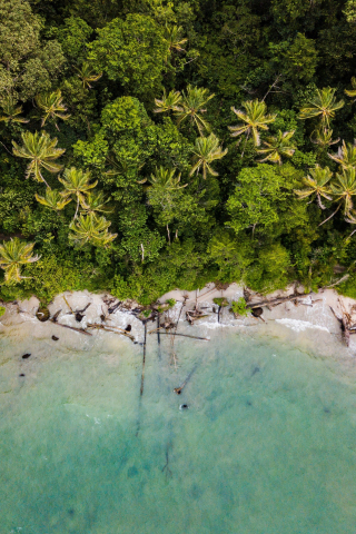 Palms, green coast, nature, aerial view, 240x320 wallpaper