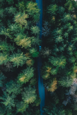 Green trees, spring, aerial view, 240x320 wallpaper