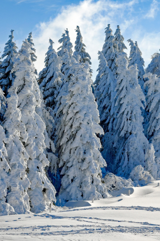 Wintry season, day, trees, snow, 240x320 wallpaper