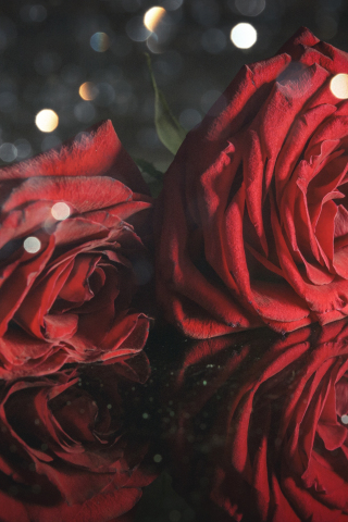 Red roses, close up, 240x320 wallpaper