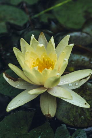Drops, yellow flower, water lily, bloom, 240x320 wallpaper