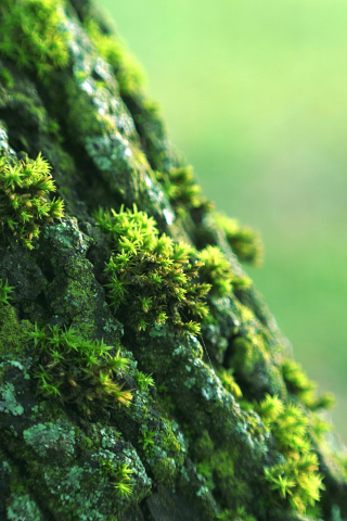 Moss, small grass, bark, close up, 240x320 wallpaper