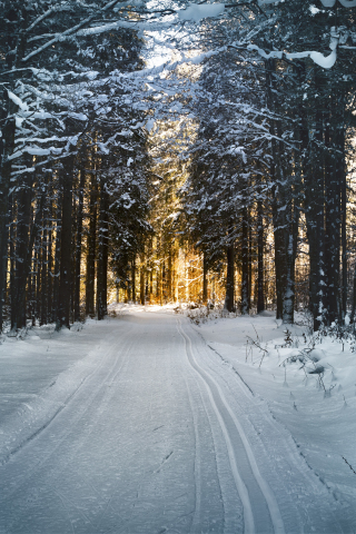 Winter, snow road, trees, nature, 240x320 wallpaper