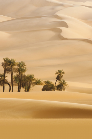 Landscape, desert, palm trees, 240x320 wallpaper