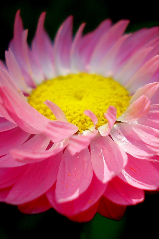 Close up, pink daisy, bloom, 240x320 wallpaper