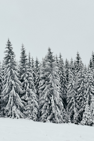 White, snow layer, pine trees, nature, 240x320 wallpaper
