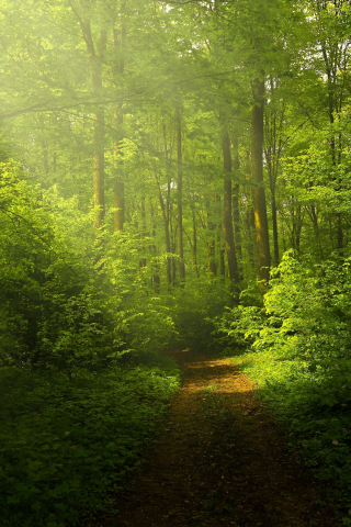 Green forest, woods trails, pathway, sunrays through trees, nature, 240x320 wallpaper