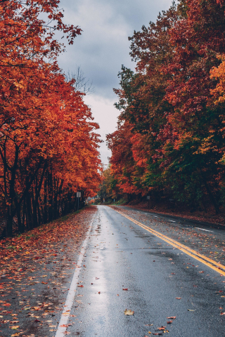 Road, autumn, tree, highway, 240x320 wallpaper