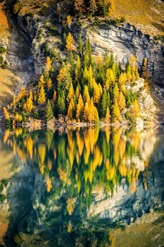 Adorable reflection, nature, trees, autumn, 240x320 wallpaper