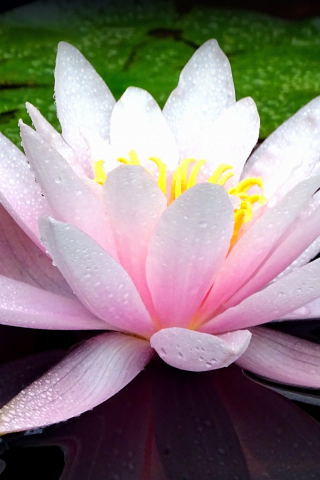 Pink flower, lotus, flower, lake, bloom, water drops, 240x320 wallpaper