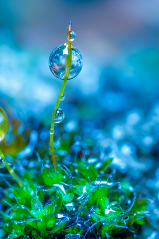 Green leaves, close up, water drops, 240x320 wallpaper