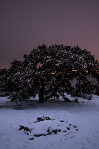 Tree, sunset, winter, landscape, 240x320 wallpaper