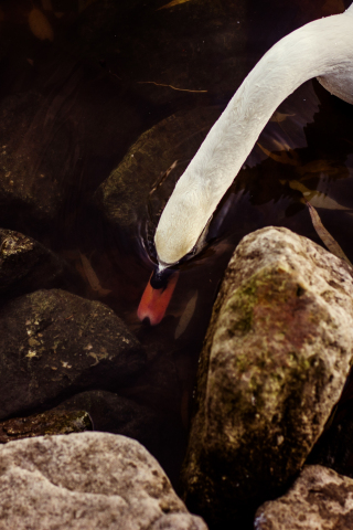 Swan, white, rocks, water, beautiful, 240x320 wallpaper