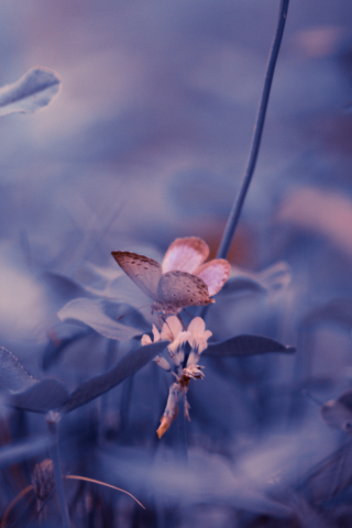 Portrait, butterfly, insect, blur, 240x320 wallpaper