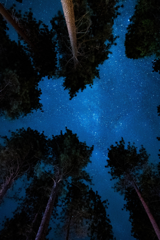 Starry night, nature, sky, trees, 240x320 wallpaper