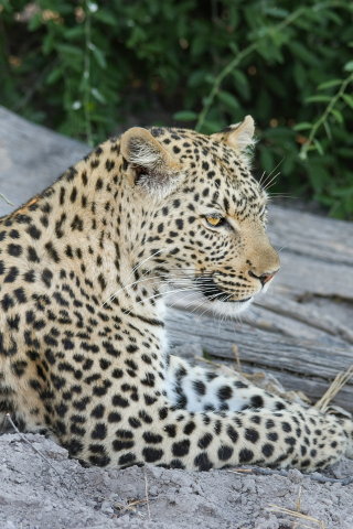 African leopard, wild animal, predator, relaxed, 240x320 wallpaper