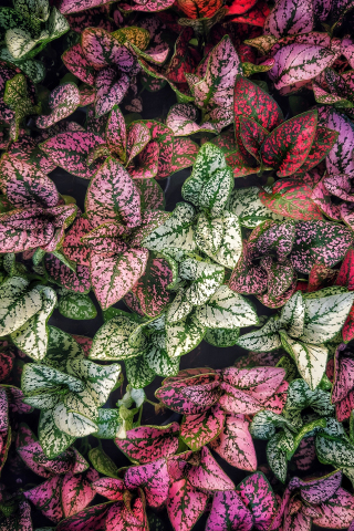 Green-red, leaves, plants, 240x320 wallpaper