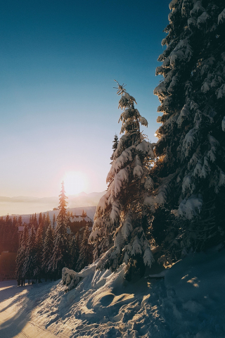 Sunrise, tree, winter, landscape, 240x320 wallpaper