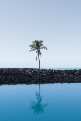 Palm tree, sky, reflections, 240x320 wallpaper