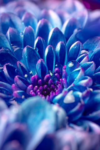 Blue flower, Dahlia, close-up, 240x320 wallpaper
