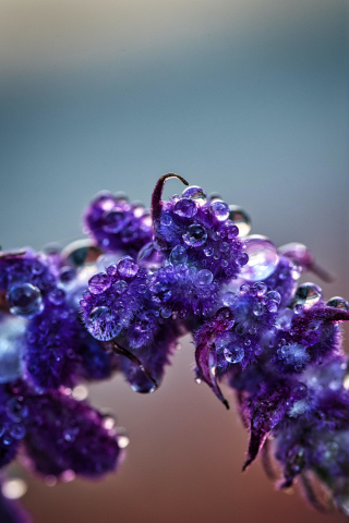 Violet flowers, water drops, blooming, close up, 240x320 wallpaper